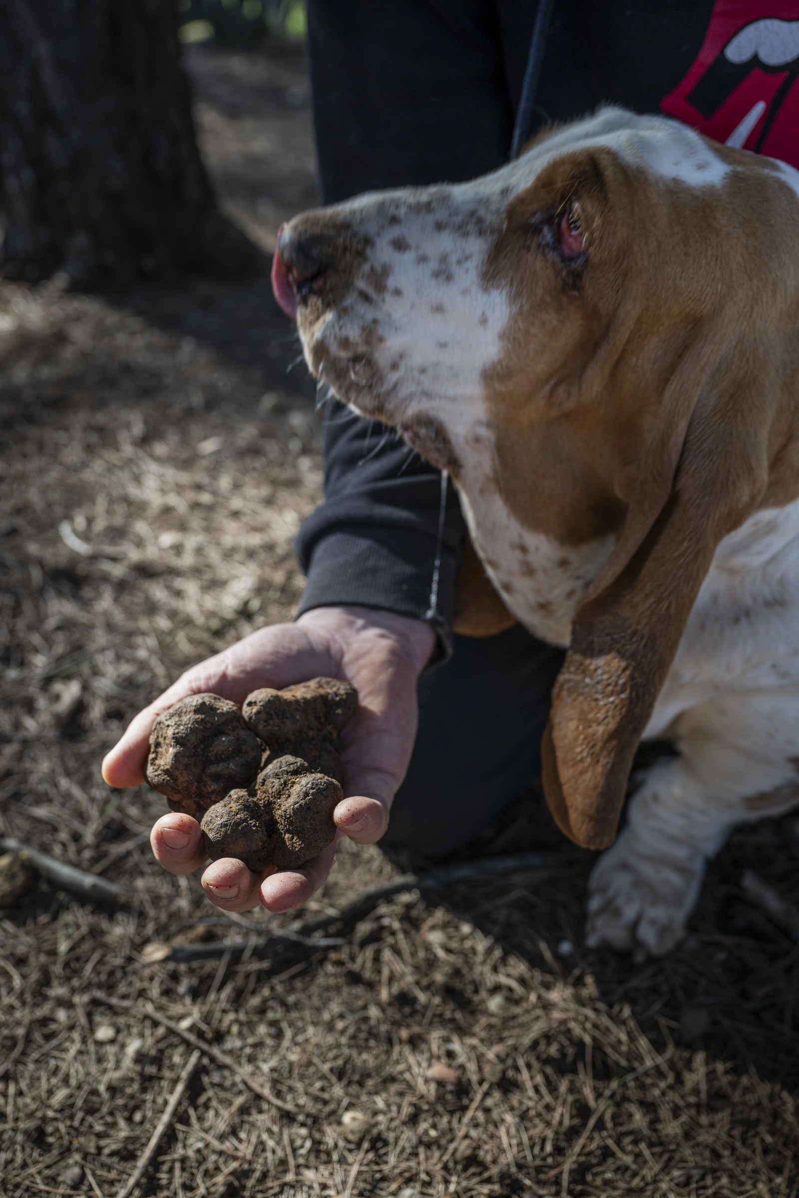 CACCI AL TARTUFO CON CANE ADDESTRATO A SEBORGA