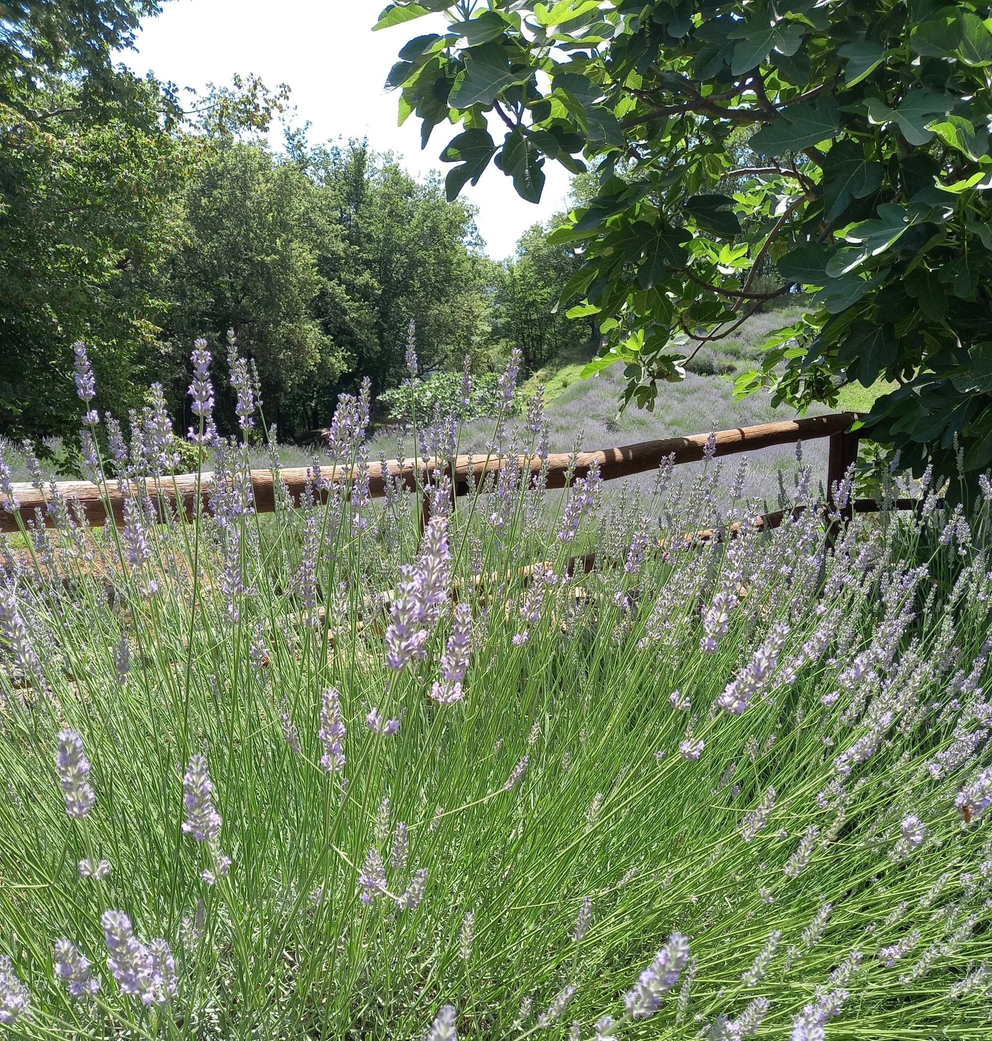 TRA I PROFUMI DELLA LAVANDA