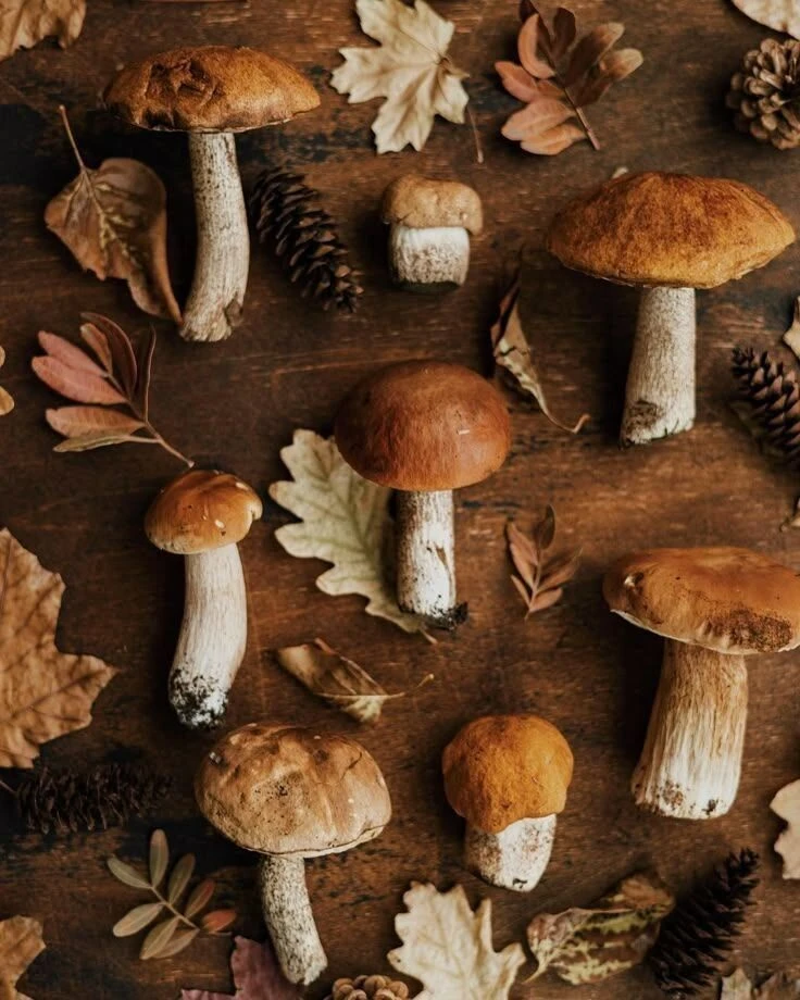 Funghi d’autunno