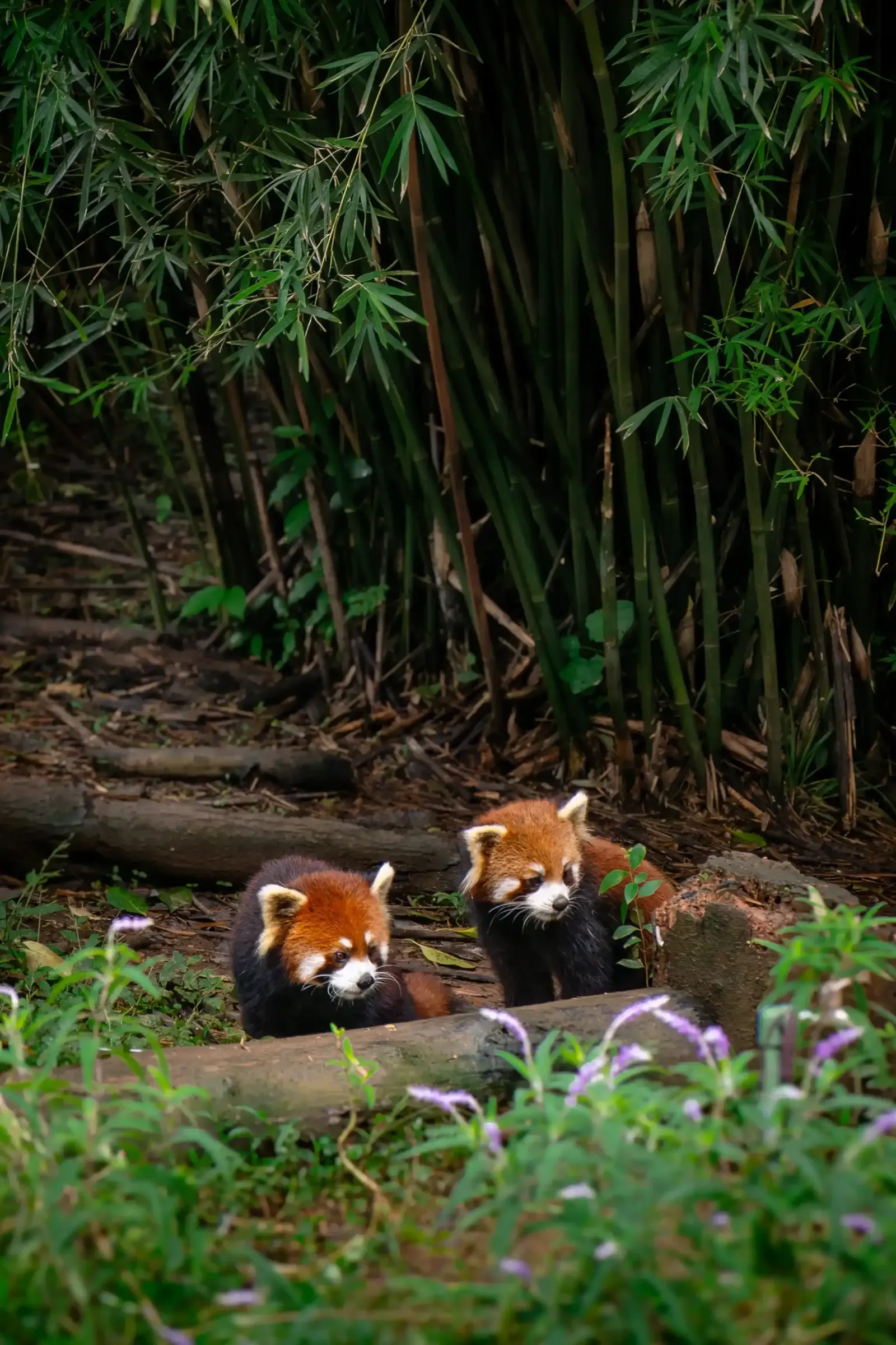 Deux pandas roux au pelage orangé devant une forêt de bambous, entre des troncs couchés et des fleurs violettes, à la base des pandas de Chengdu