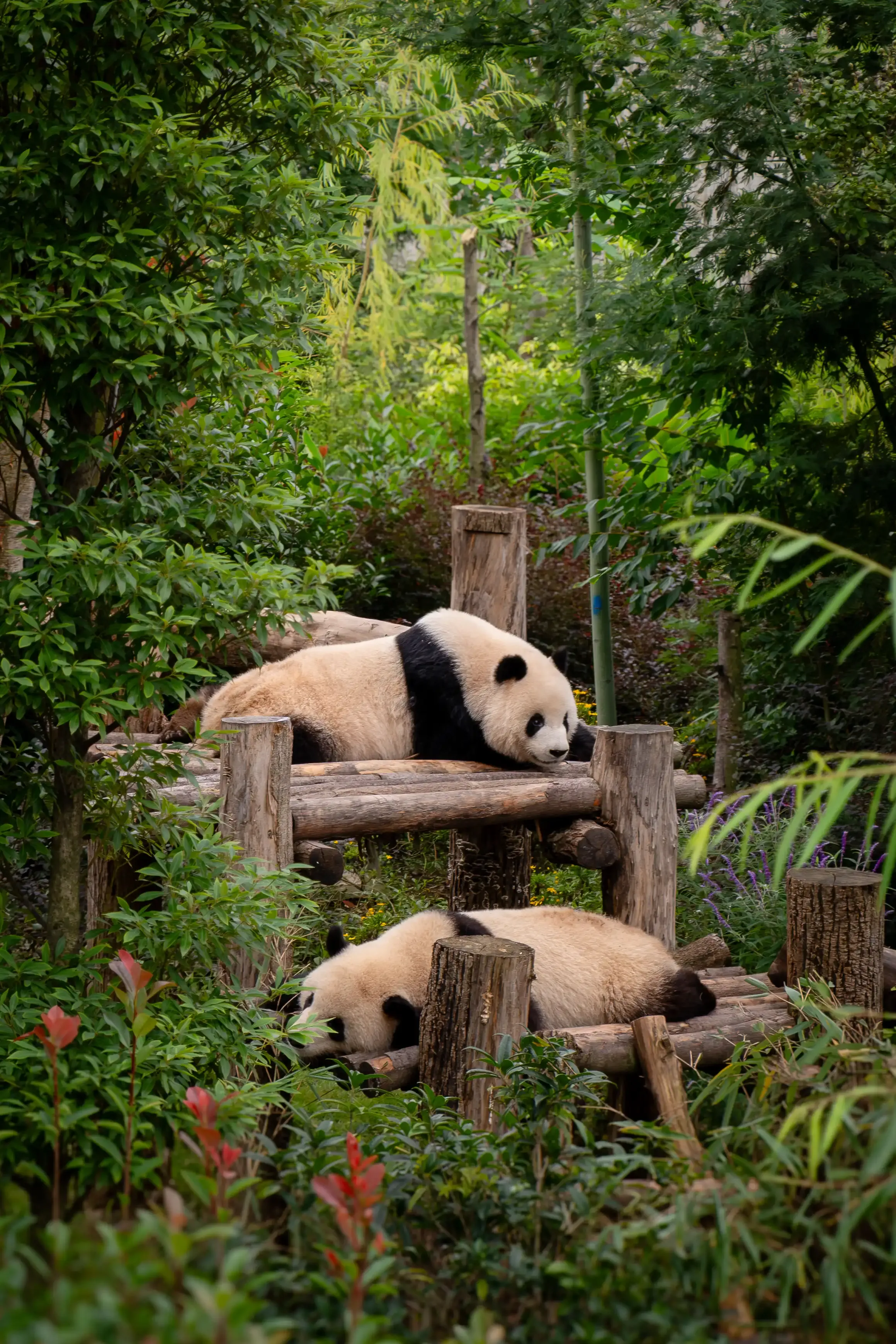 Chengdu (成都) - Pandas, architecture folle et guide de voyage au Sichuan