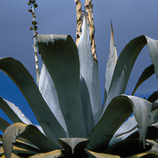 SCPA-EN-00176 "The Haunted Agave Plant"
