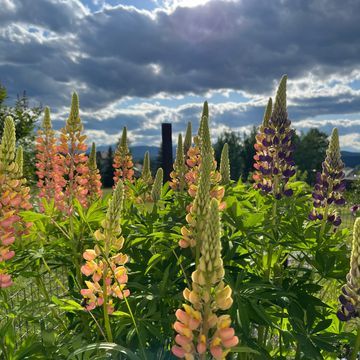 Blumenwiese
