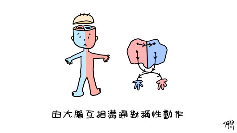 由大腦相互溝通的對稱性動作