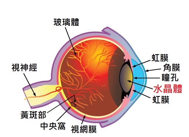 眼睛構造圖