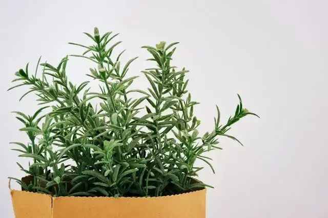 芳香療法
