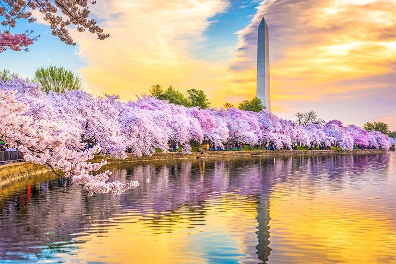 D.C. Cherry Blossoms.jpeg