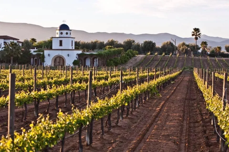 Wine Lovers Should Consider this Mexico Destination