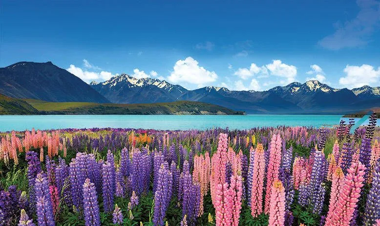  New Zealand Work Visa Update: The New Rules