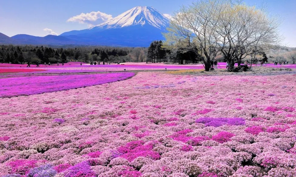 Japan Border Opening and the Hokkaido Startup Community 🚀 