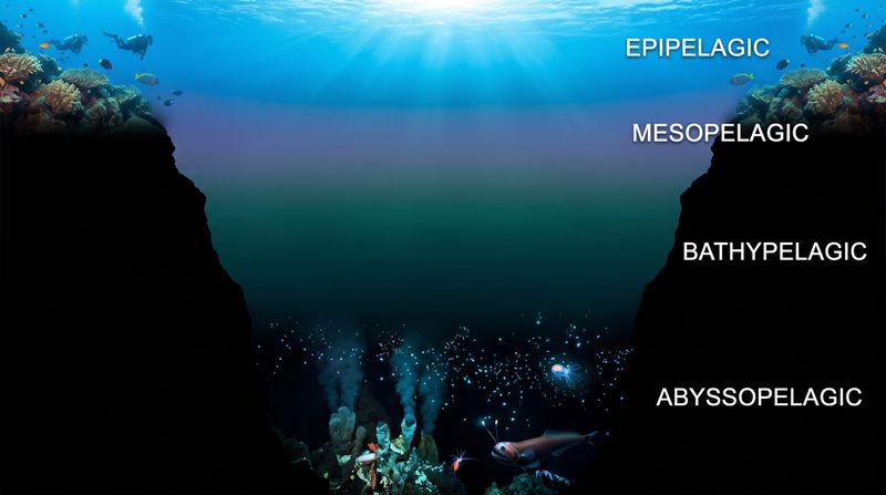 Secrets of the Midnight Zone: Life in the Deep Sea