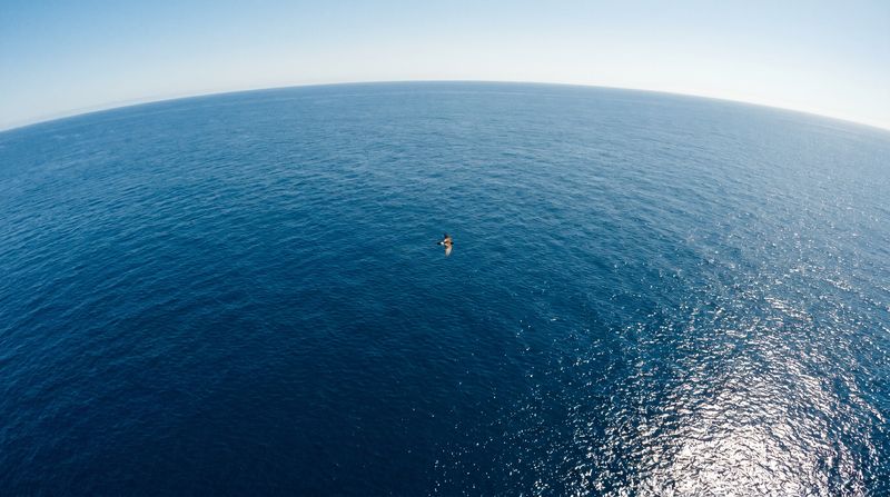The Incredible Journey: How Birds Navigate the Globe