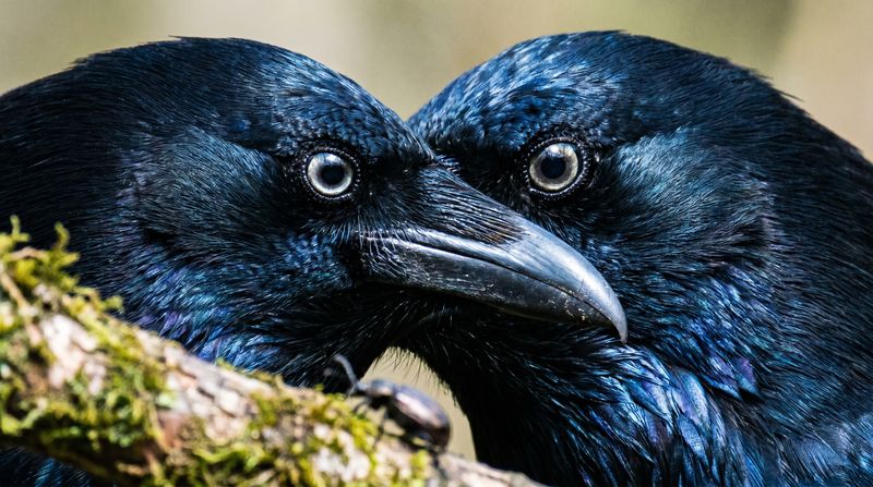 The Crow's Memory: Secrets of Avian Recognition