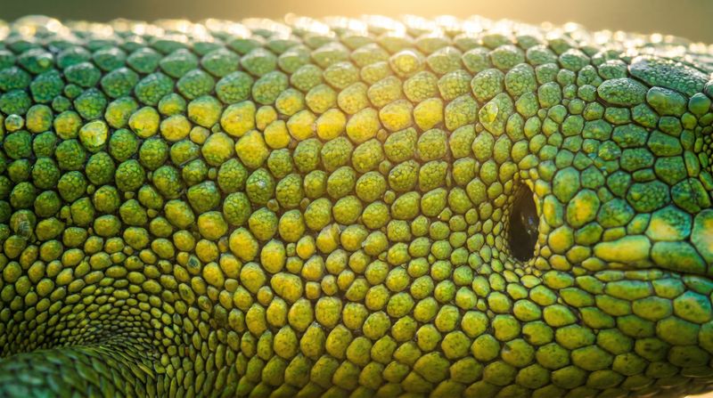 The Secret Language of Chameleon Skin