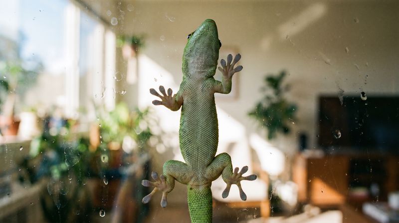 The Gecko's Secret: Walking on Ceilings