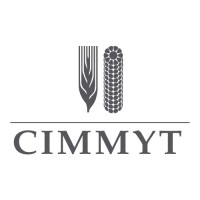 International Maize and Wheat Improvement Center (CIMMYT)