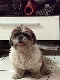 Picture of aceats