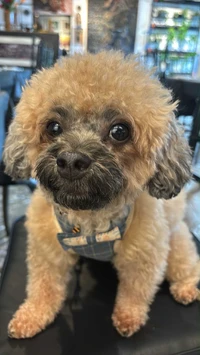 Picture of ladymiakha