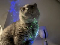 purrfectplate
