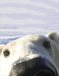 Picture of sushipanda