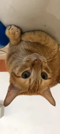 Picture of drop.by.mika