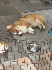 corgibuns