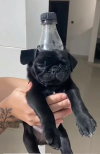 Picture of shhhtteeeee