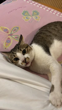 cerealm1lkcat
