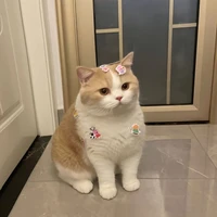 chonkycat