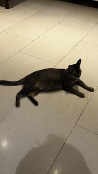 wandering muncher