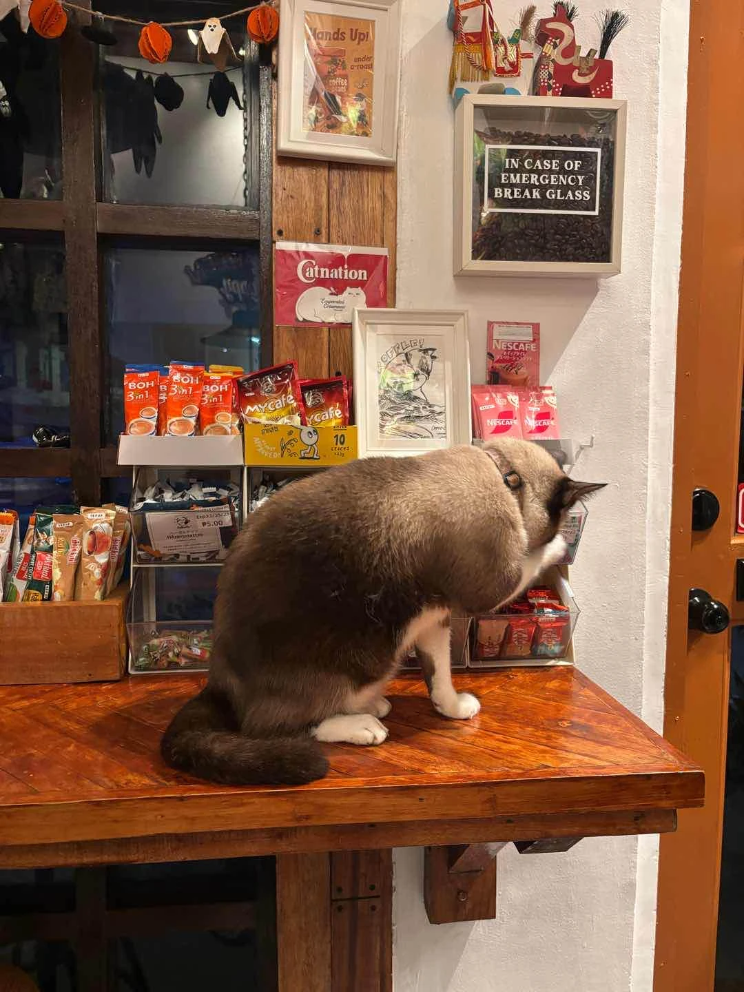 Cat