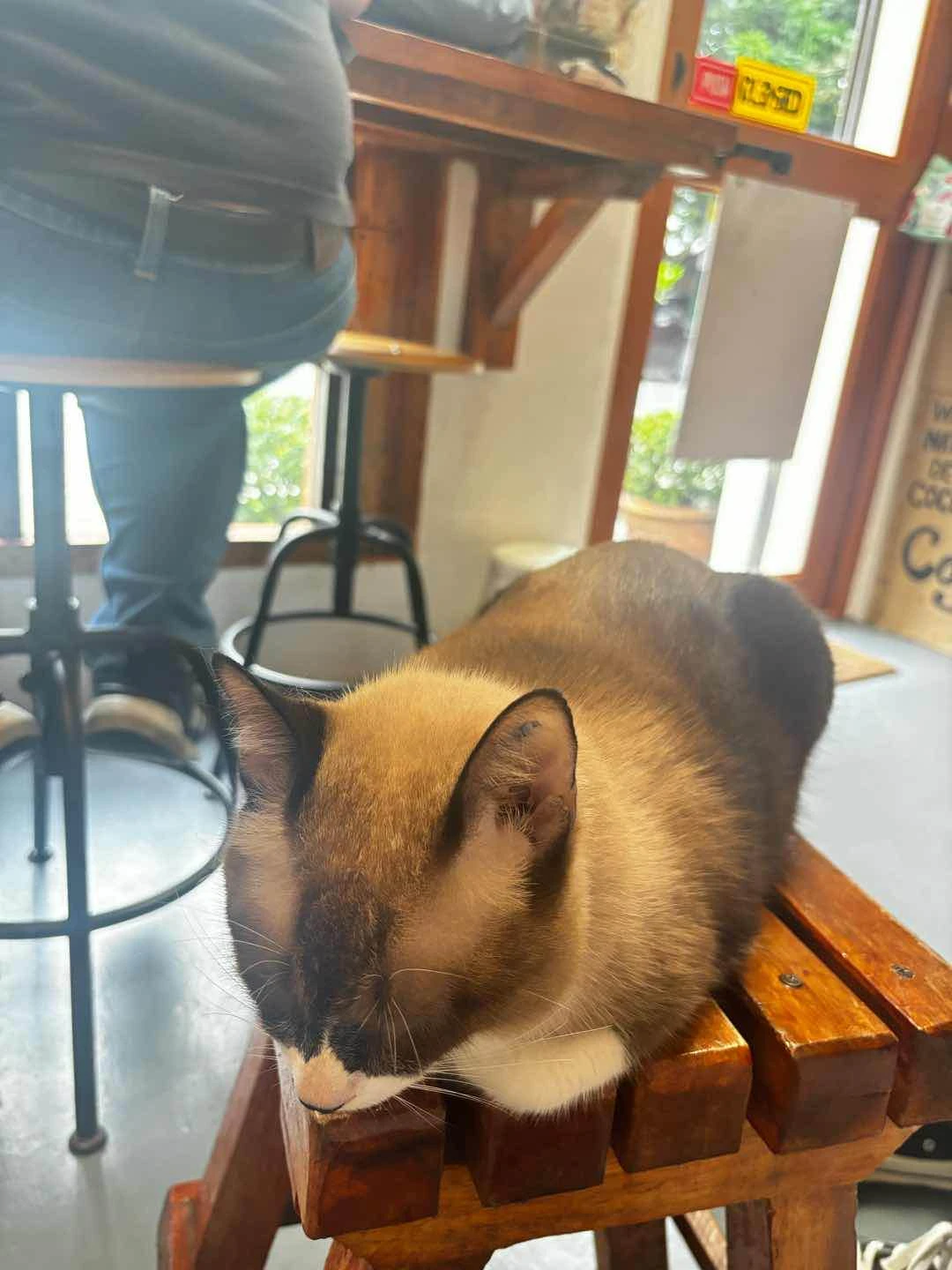 Meownager Coffeee 