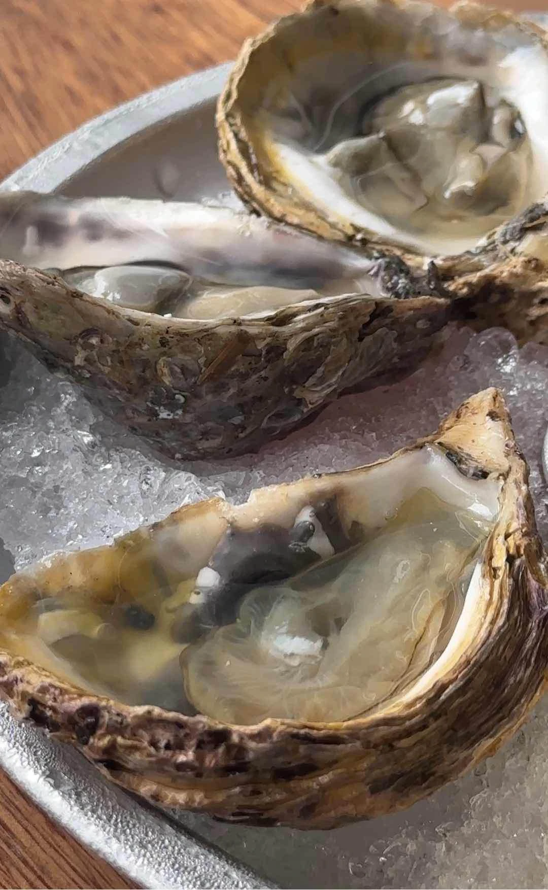 oysters