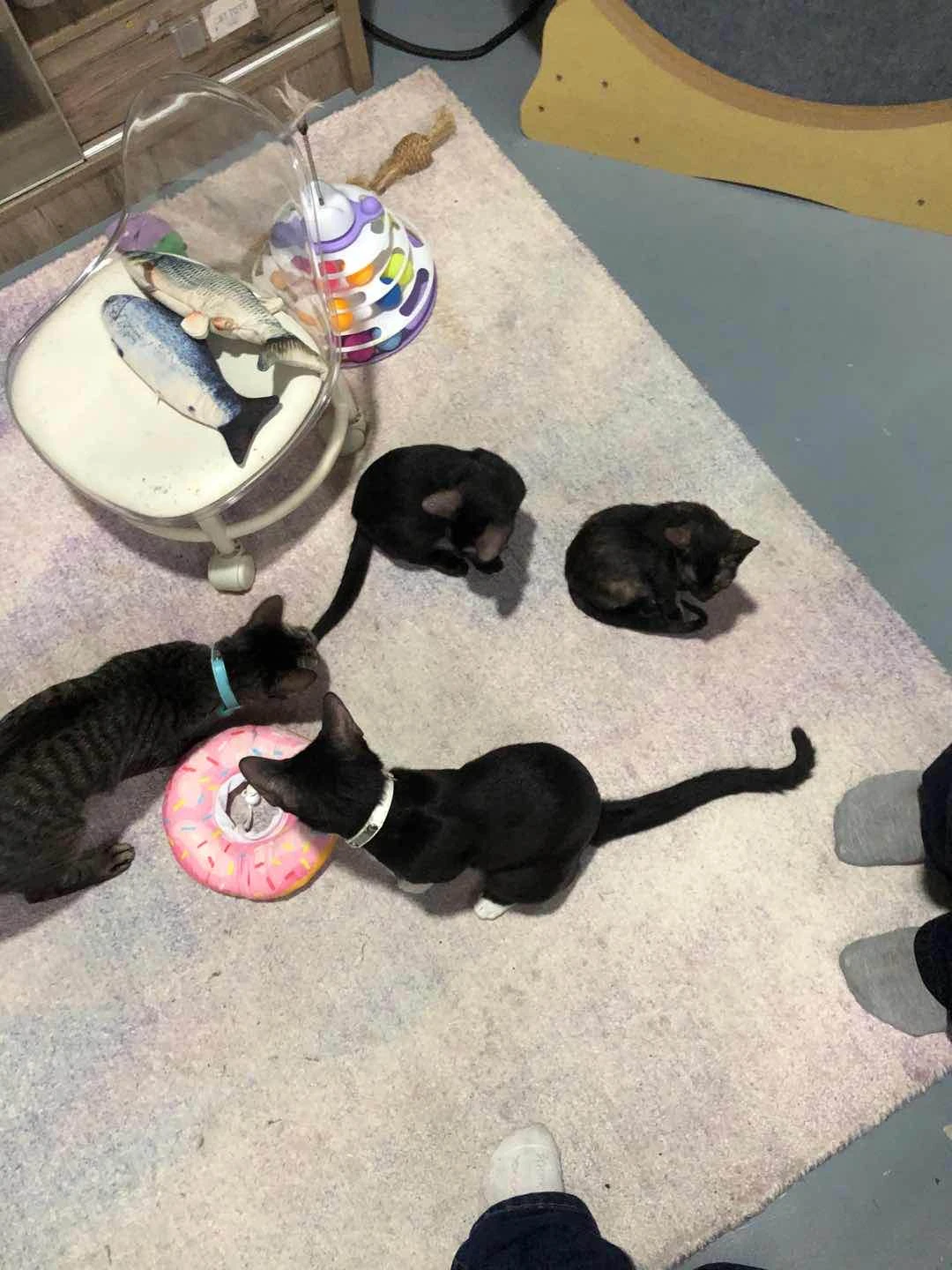 cathouse