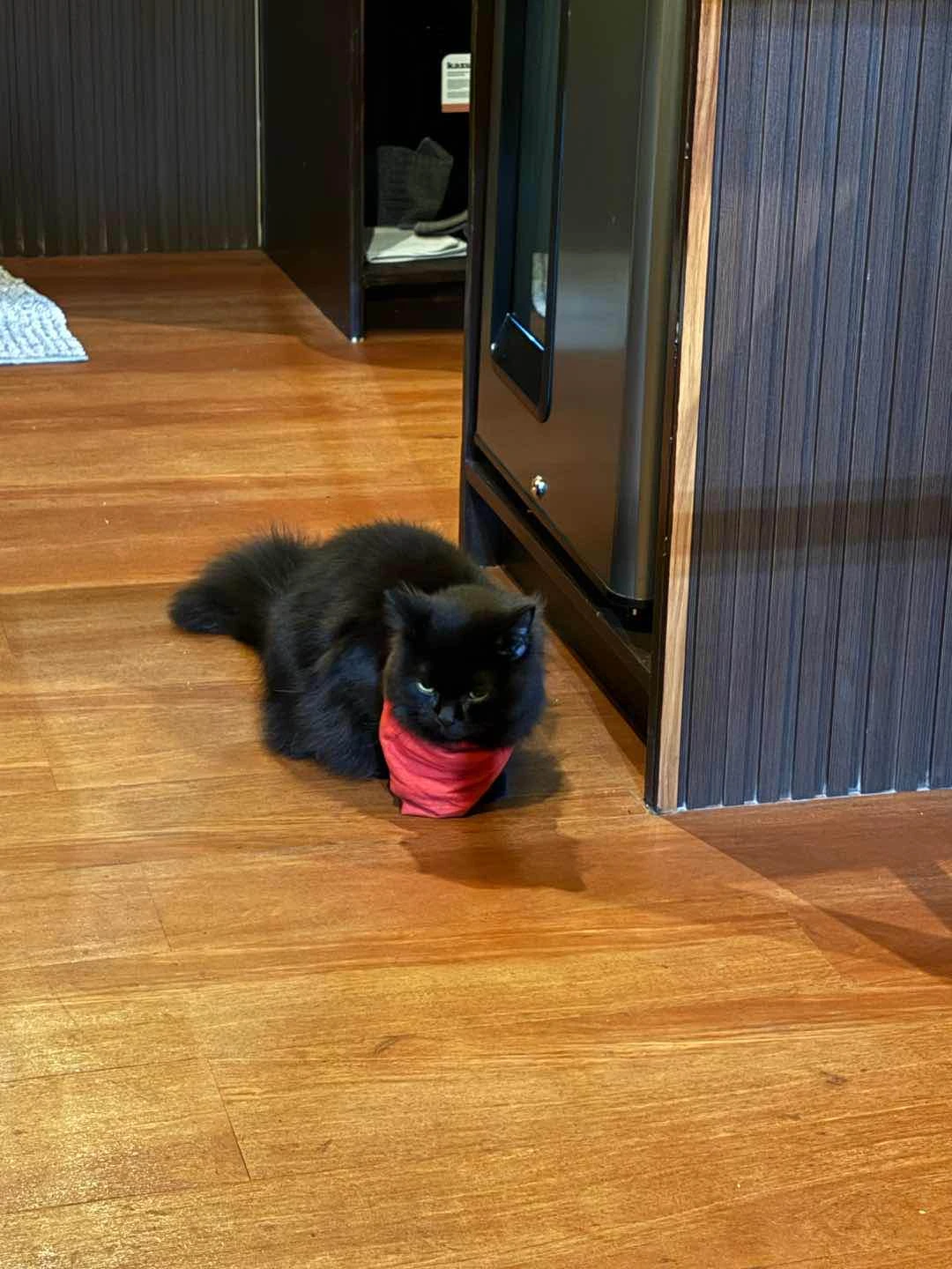 cat in the cafe (his name is mao)