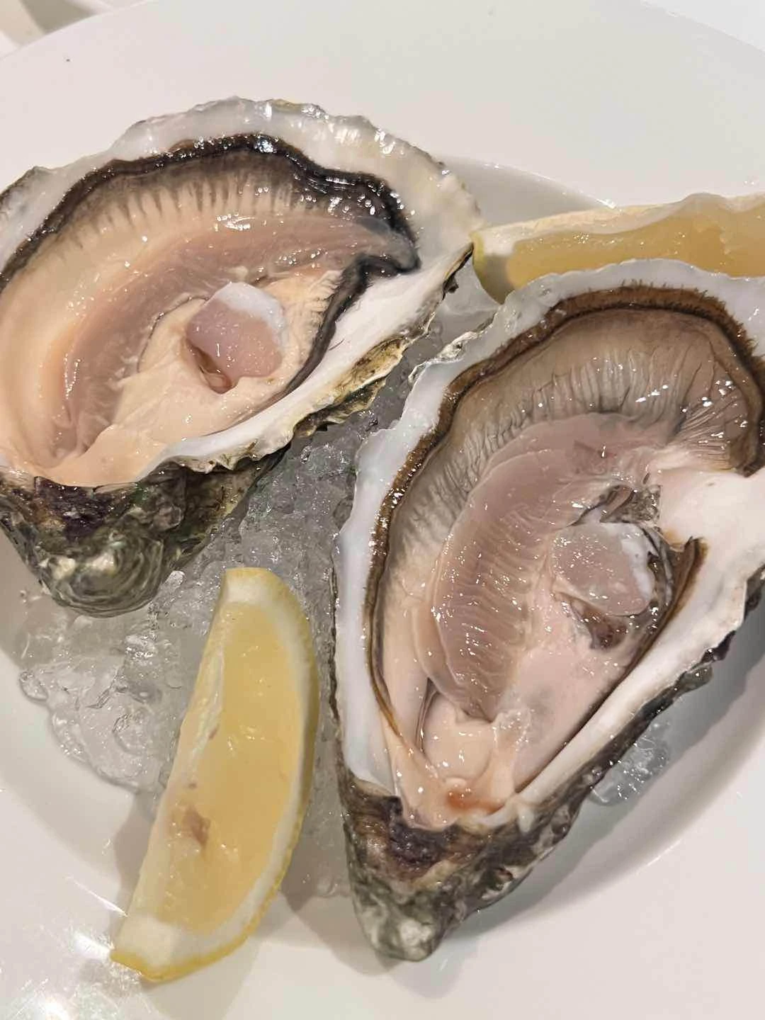 Oysters 