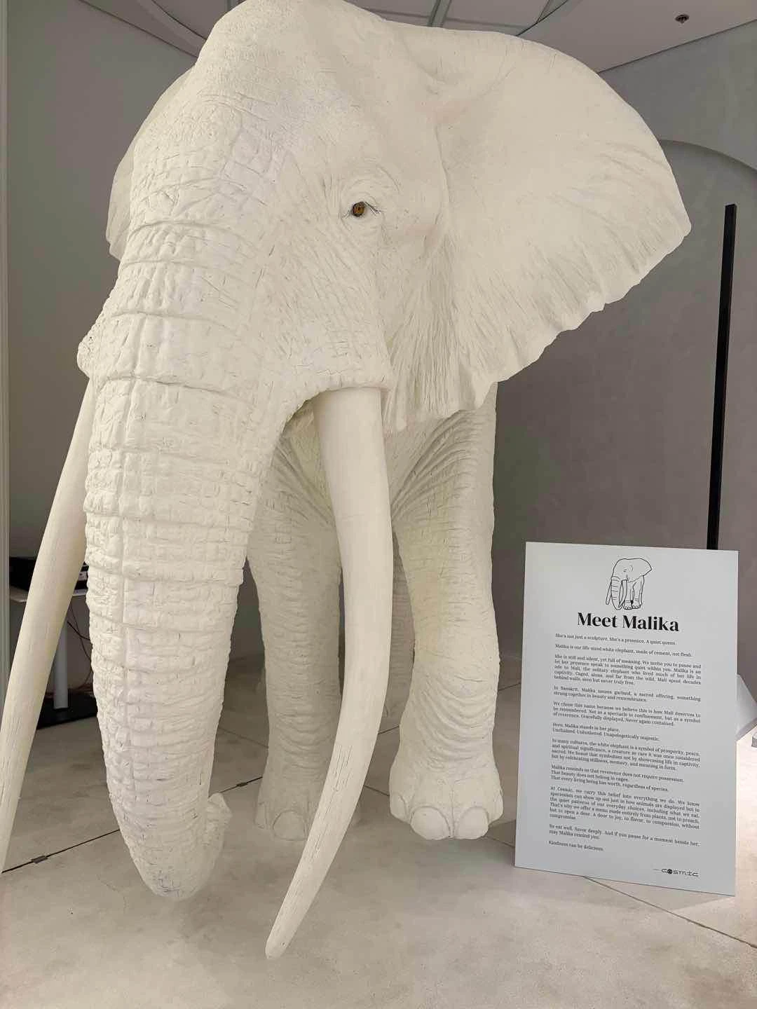 Ambiance of Cosmic Molito