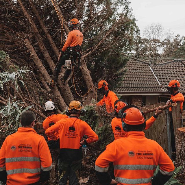 Eastern Suburbs Tree Services