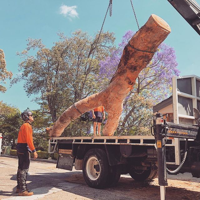 Tree Removal Eastern Suburbs