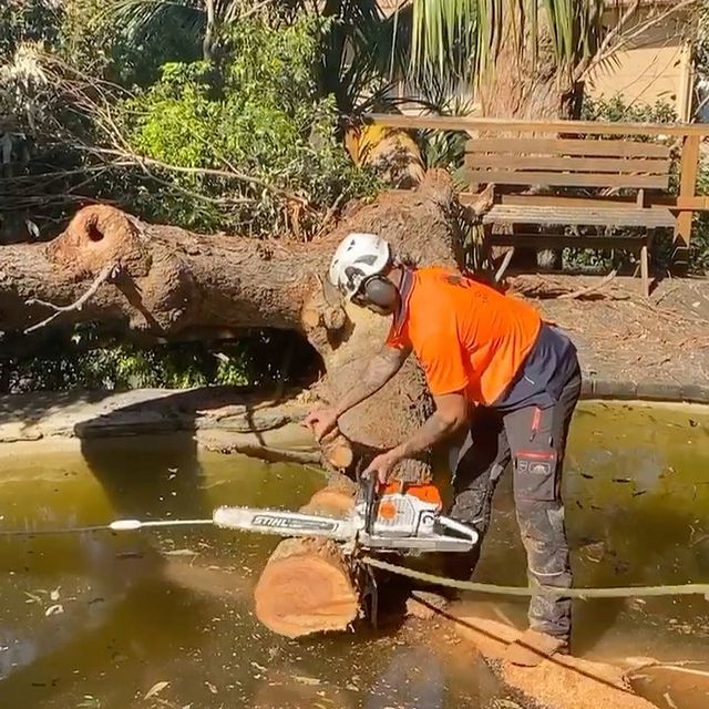 Tree Lopping Eastern Suburbs