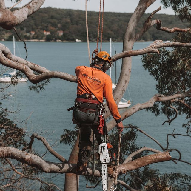 Tree Lopper Eastern Suburbs