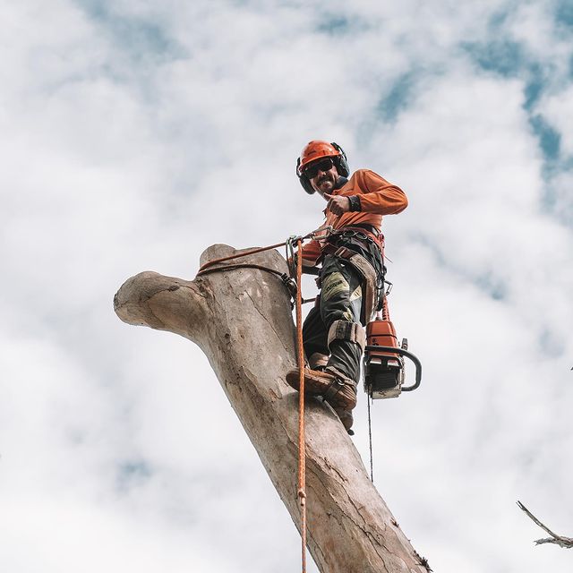 Tree Surgeon Eastern Suburbs