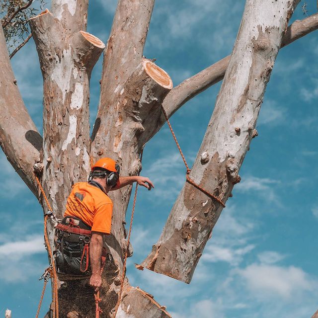 Eastern Suburbs Tree Felling