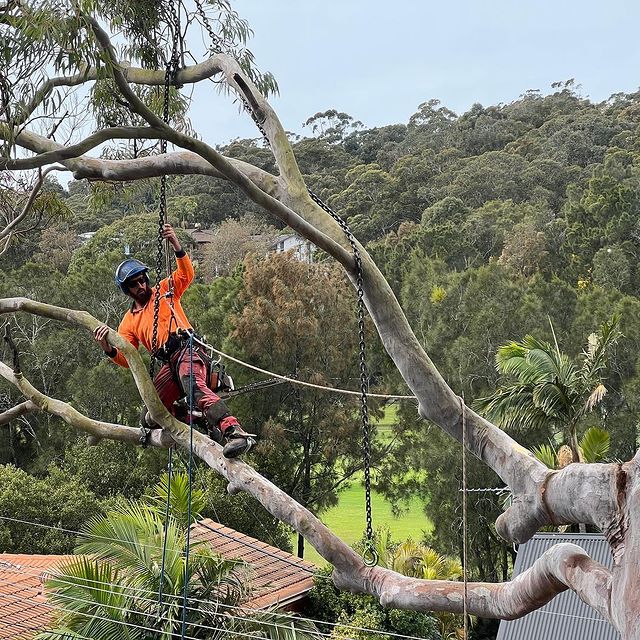 Tree Pruning Eastern Suburbs