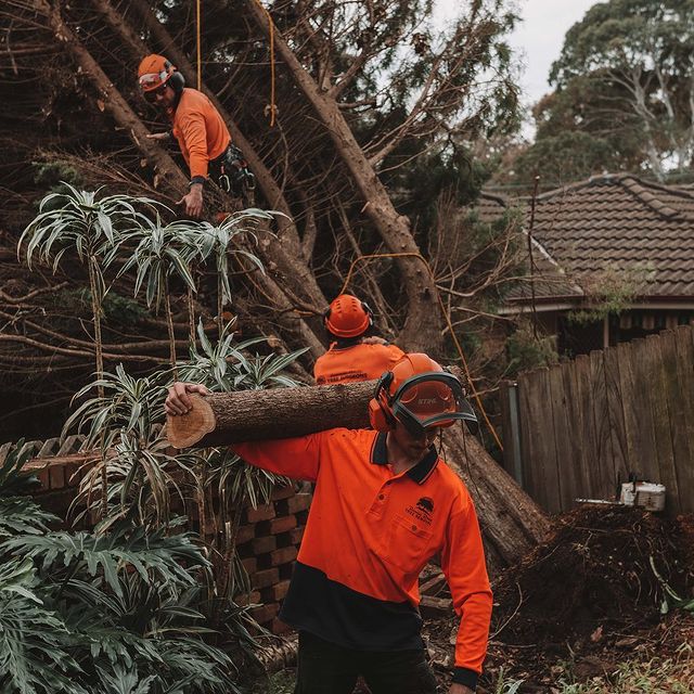 Eastern Suburbs Tree Surgeon