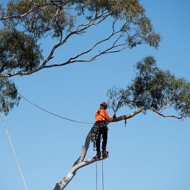 Eastern Suburbs Tree Removal