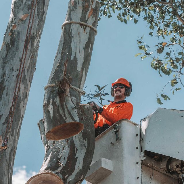 Tree Felling Eastern Suburbs