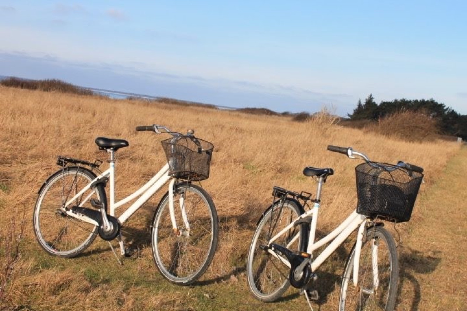 Voksencykel med 7 gear