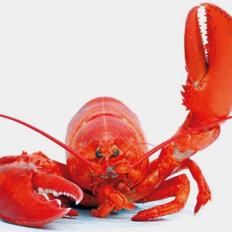 Replit profile picture for @Lobster