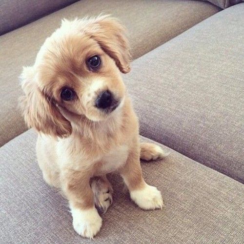 Replit profile picture for @puppies